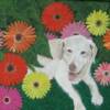 Yellow Lab,personalized pet portraits,Judy Henn,Robins Egg Gallery,Lambertville, NJ artist